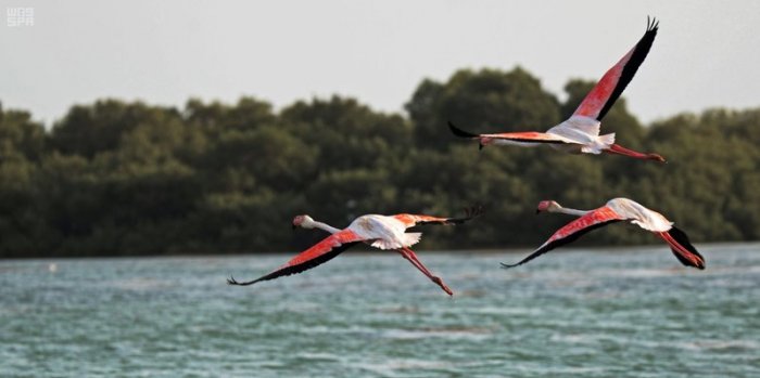 Birds fly over the islands of ponds 