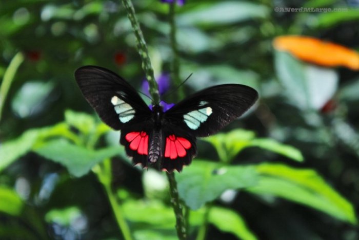 Visit the Butterfly Reserve