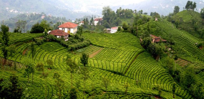 Tea plantations in the tea village