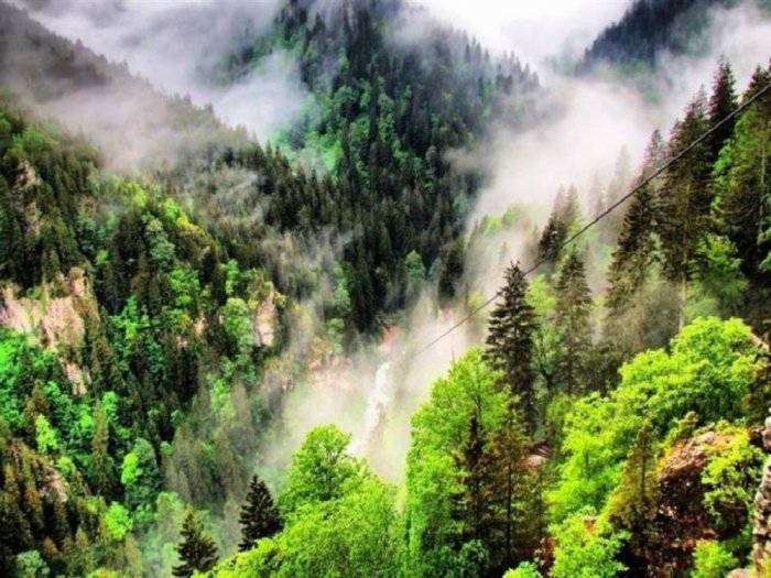 Coniferous Caucasian Forests in Uzungol