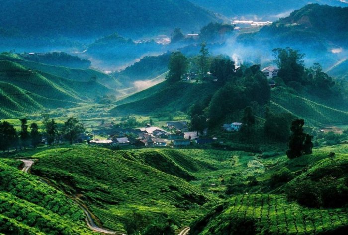 Wonderful tea plantations in Risa