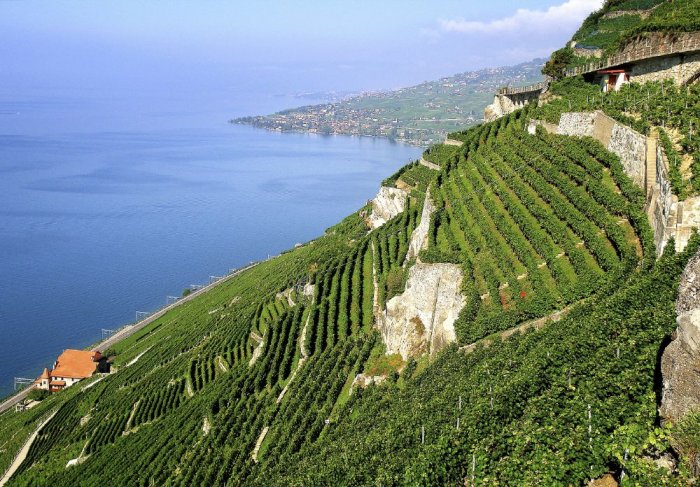 Terraces of growing grapes in Lausanne