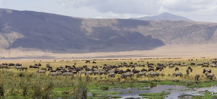 Ngorongoro Reserve
