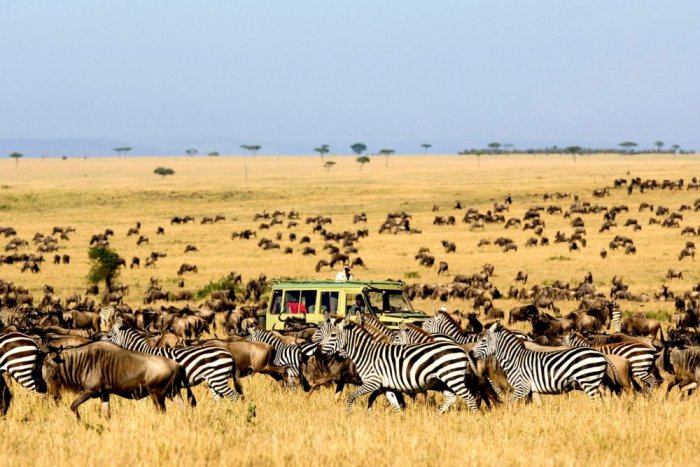 Safari in the Serengeti Park