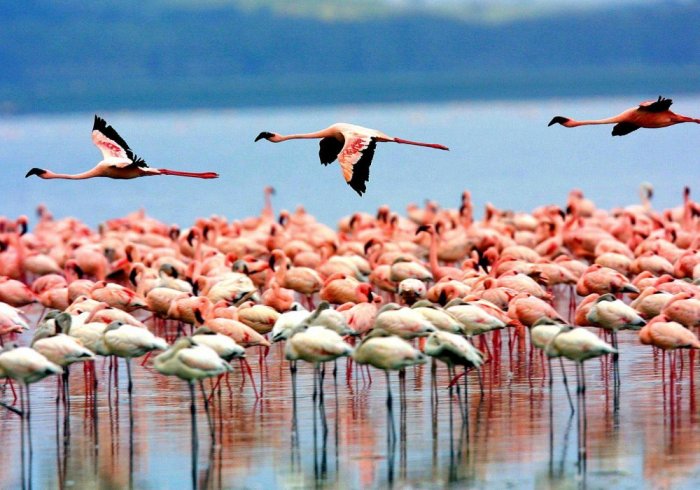 Flamingo swarms in Lake Minyara