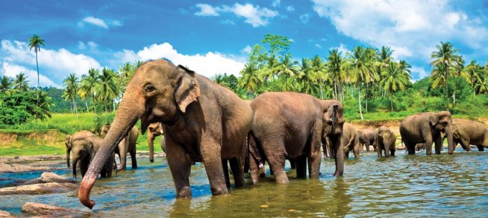 Yala National Park is one of the most famous nature reserves in Sri Lanka