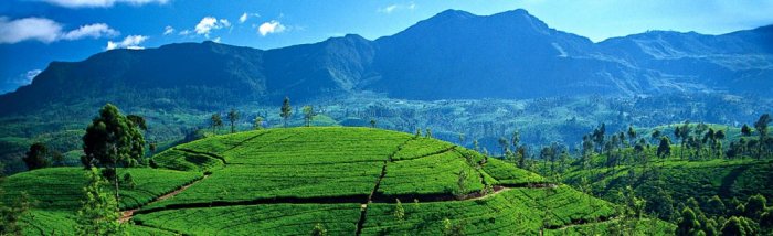Sri Lanka is also famous for its many rubber and tea plantations