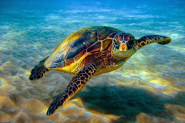The sea turtle attracts diving enthusiasts in Zanzibar