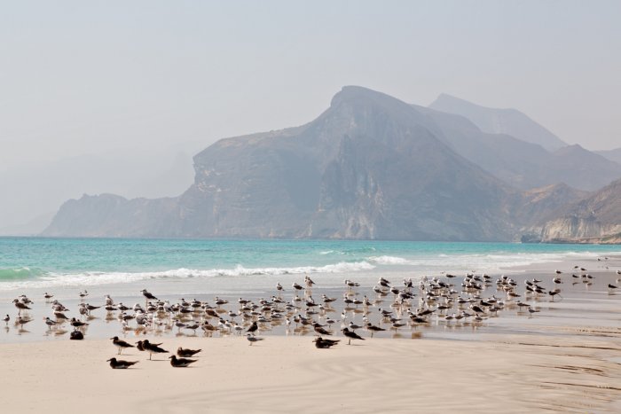 Seabirds in Sawadi Beach