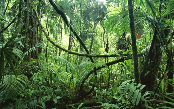 Forest in Kauai