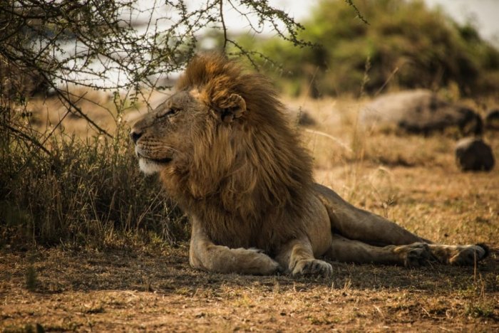 Discover the Big Five in Tanzania reserves.