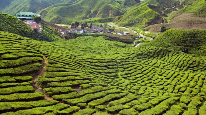 Green Highlands of Malaysia.