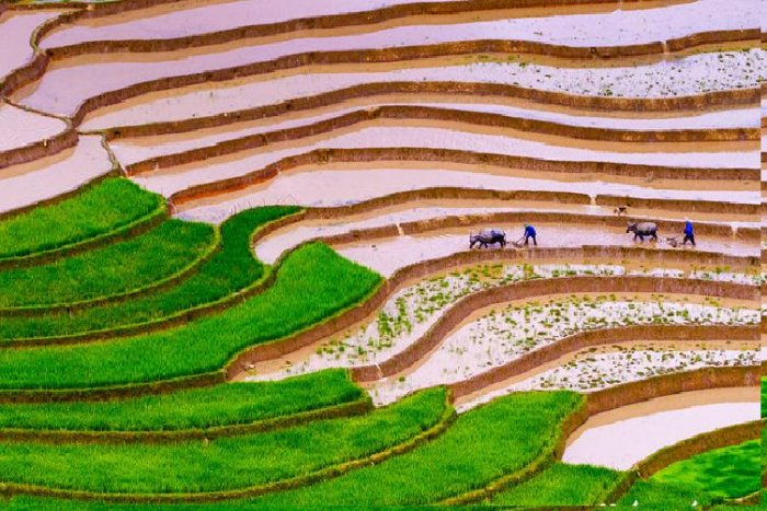 Rice fields in Saba Vietnam