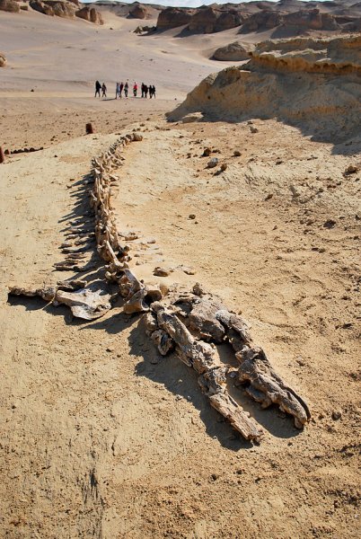 The structures of ancient whales in Faiyum