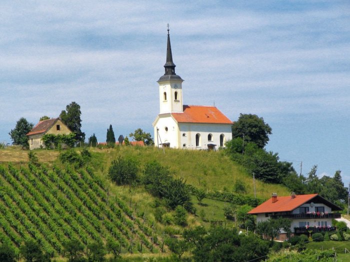 Vineyards in Maribor
