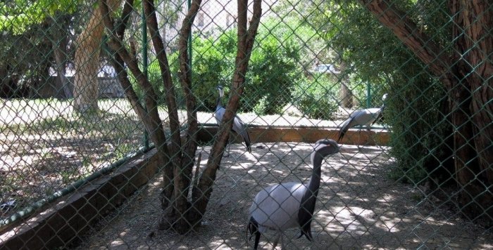 Prince Hashem Bird Park is located in the Shmeisani area of ​​the Jordanian capital, and is well-known for being the home of a variety of birds