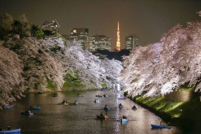 Tokyo celebrates the spring