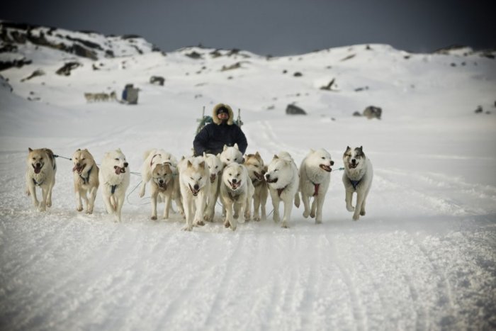 Ski carts with dogs in Iceland.