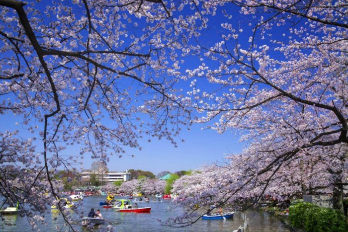 From Ueno Park