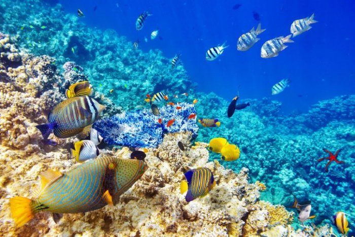 Scuba diving in the reefs of Sharm El-Sheikh