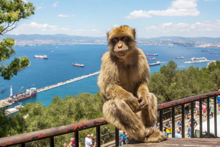 Monkeys are attractions in Gibraltar