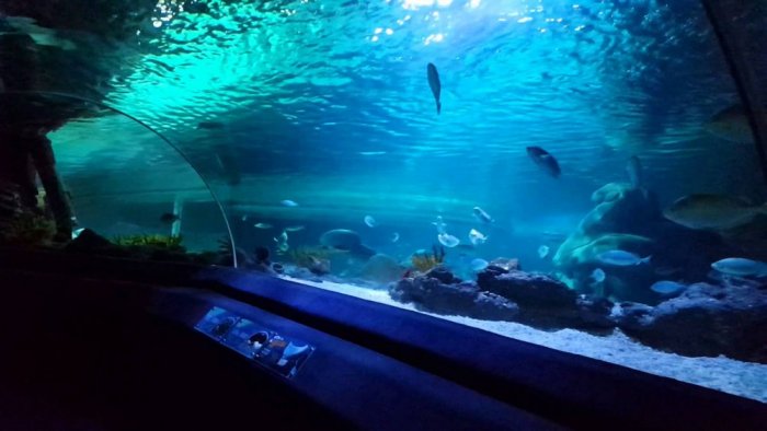 Istanbul Sea Life Aquarium 