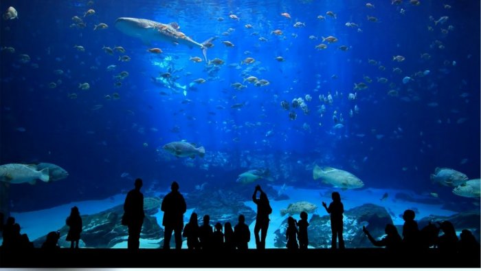 Istanbul Aquarium