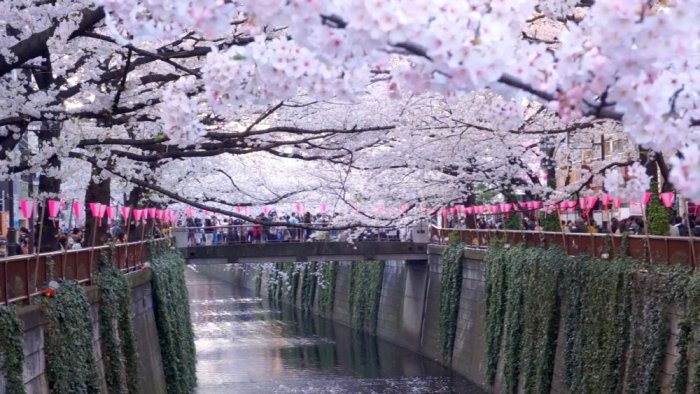 Visitors at the Meguro River