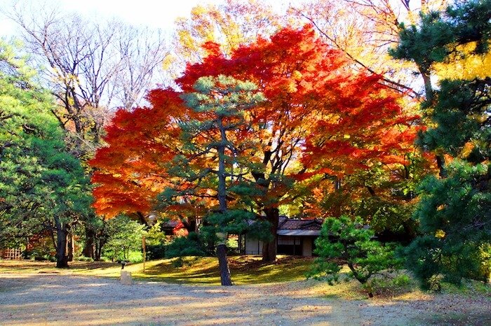     From the Rikugien Park