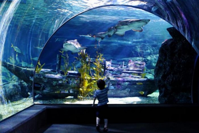 Siam Ocean World Aquarium