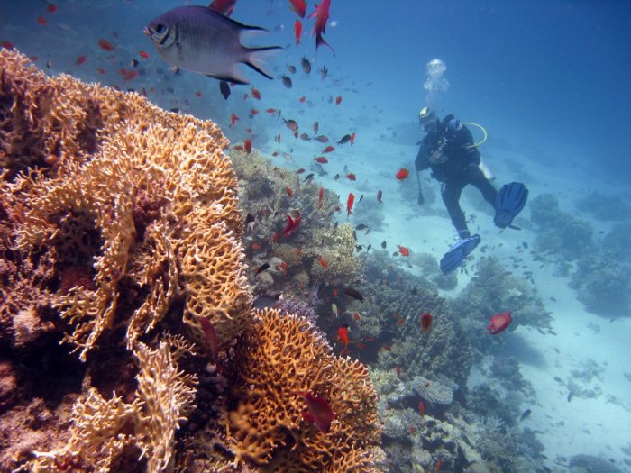 Pleasure diving in Hurghada