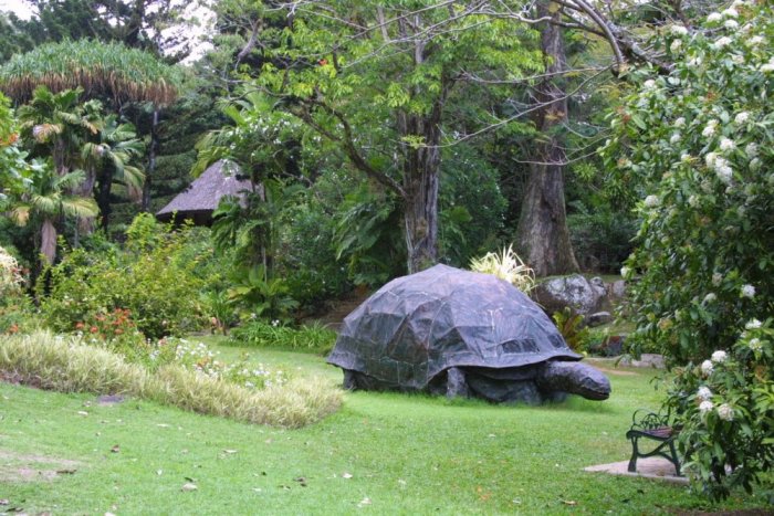 Turtle species on Mahe Island