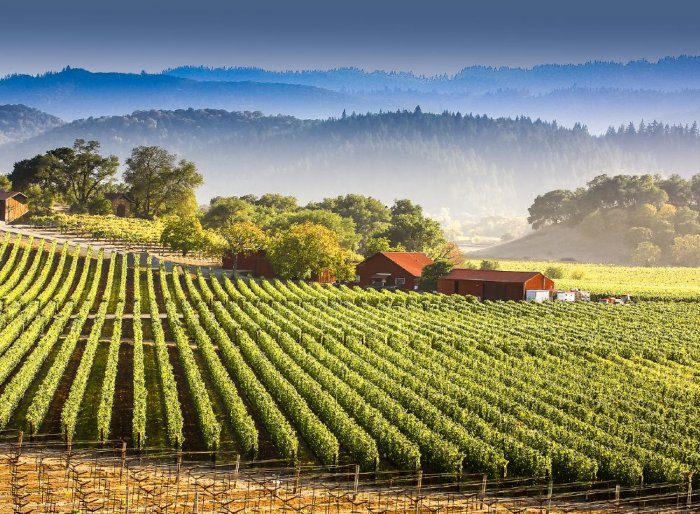 The scenic nature of the Napa Valley
