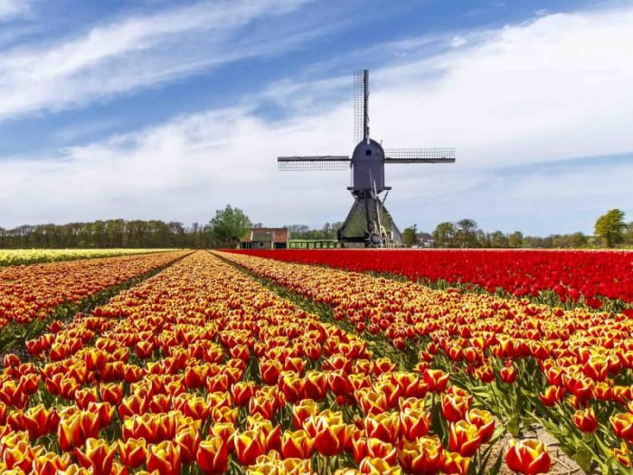Leiden flower fields