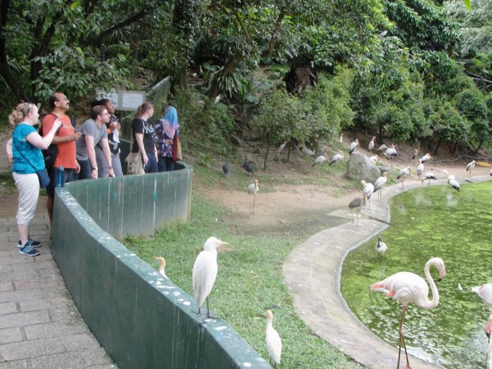 KL Bird Park is located in the heart of Perdana Botanical Garden and is famous for its eco-friendly, protected tourist site