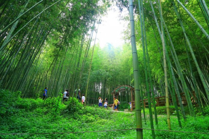Bamboo in Damyang