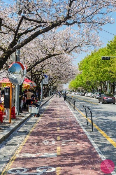     The best time to visit Seoul is during the spring months