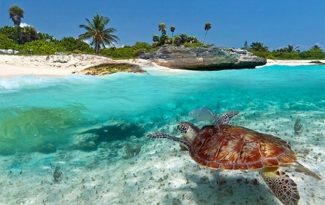     Turtle in Zanzibar