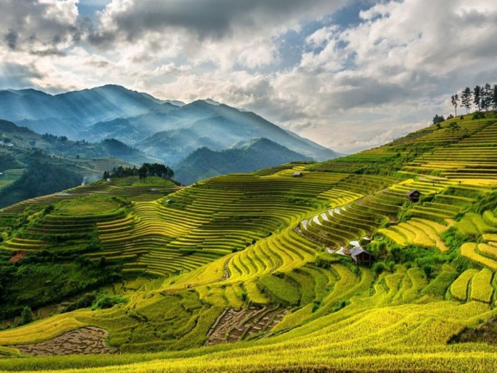 Terraces of rice cultivation in Vietnam