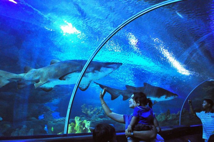     The Langkawi Aquarium is an underwater world located on the island along the shore of Pantai Cenang