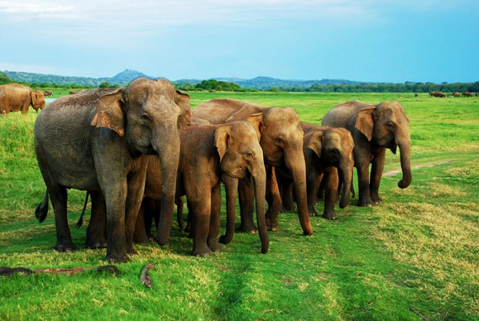 Sri Lanka: the largest gathering of Asian elephants at one time in the world