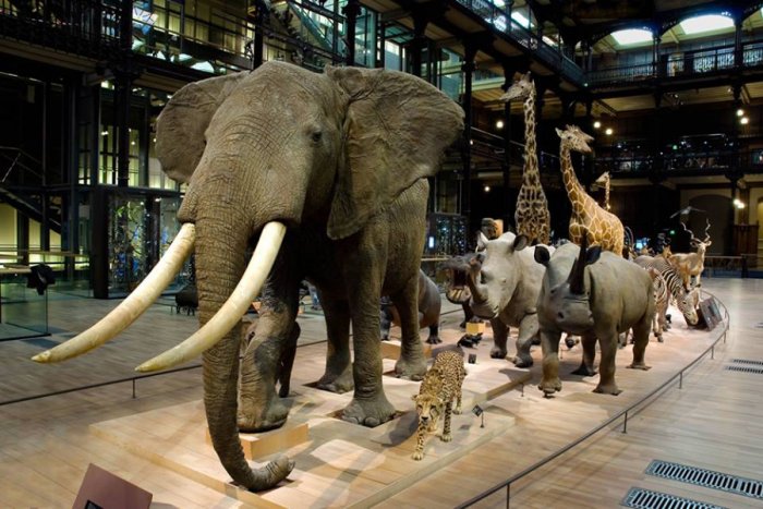 Museum of Natural History Museum d’Histoire Naturelle