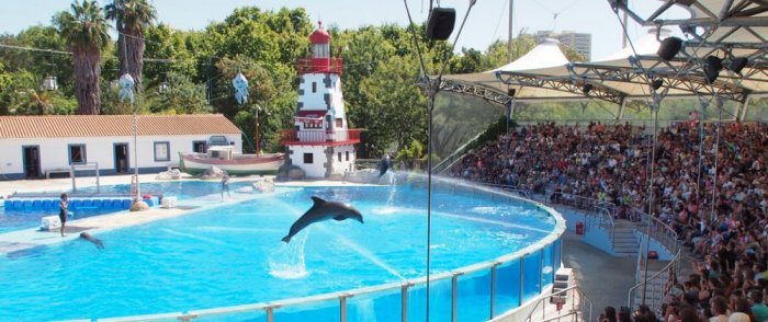 Dolphins shows at the Lisbon Zoo