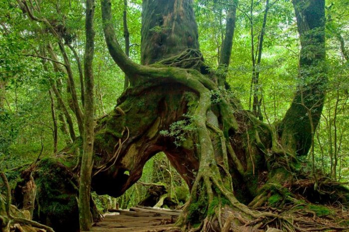 Yakushima Island Forests