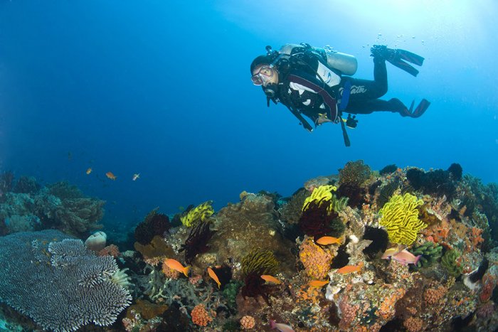 Scuba diving activities with high quality standards for enjoying honeymoon