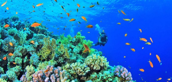 The Philippines is an exceptional diving destination perfect for honeymoon