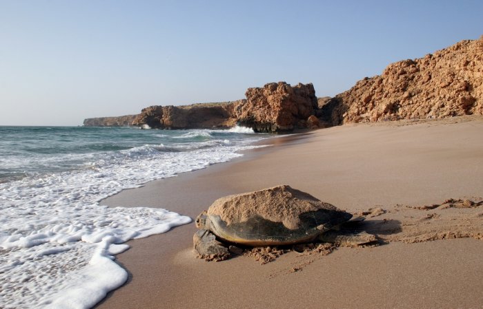 It is known as one of the most beautiful beach destinations in Oman and a natural reserve for green turtles