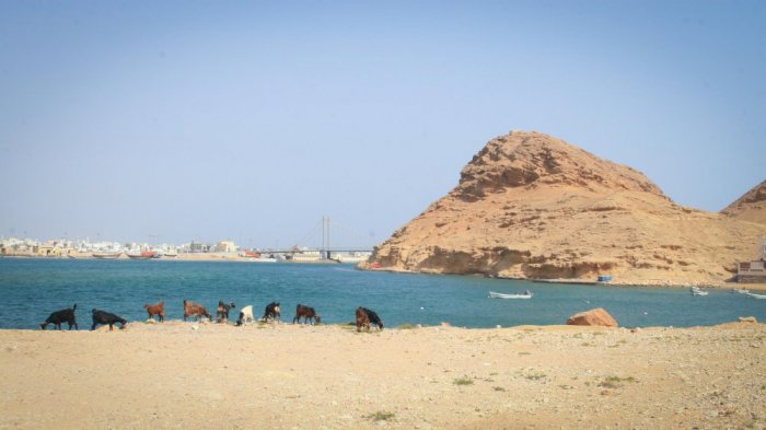 The Ras Al Hadd peninsula is located in the eastern region on the east coast of Oman