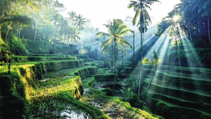 The beauty of nature in Bali
