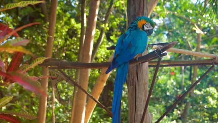 The Ardastra Gardens, Zoo, and Ecological Conservation Center are an ideal destination for nature lovers in Nassau